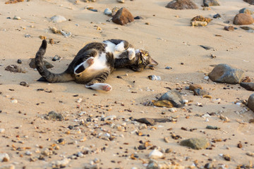 Cat playing on the beach.