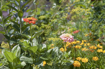 Colorful flowers in the garden on a background of green leaves