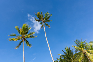 Fototapeta premium Palm trees in the sky.