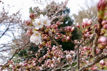 桜の開花