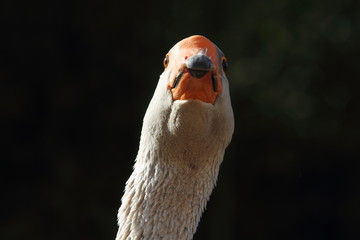 Fototapeta premium goose slaty