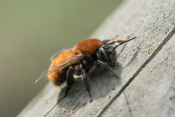 Close up photo of a tawny mining bee sitting on a piece of wood
