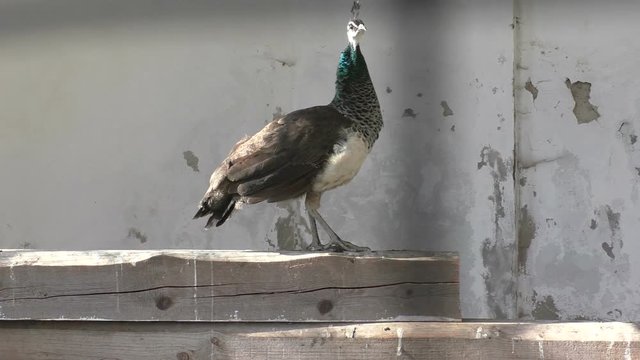One brown and beige female peacock
