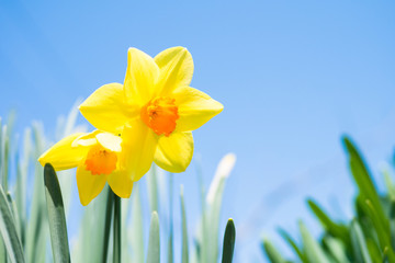 narcissus (Narcissus tazetta)