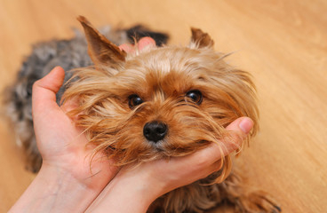 Small dissatisfied Yorkshire terrier face in a hands