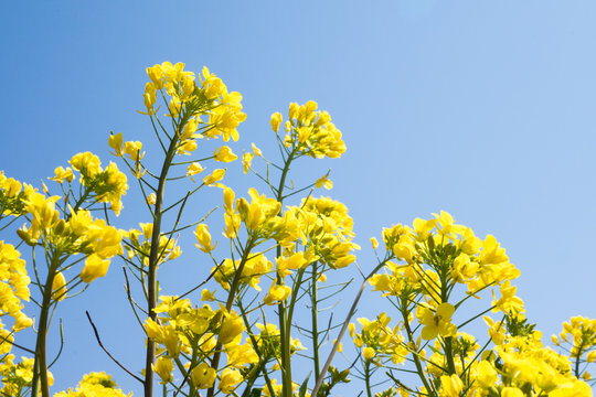 The flower that becomes a source of canola (Turnip rape  / Nanohana)
