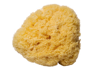 Natural sea sponge isolated on white background