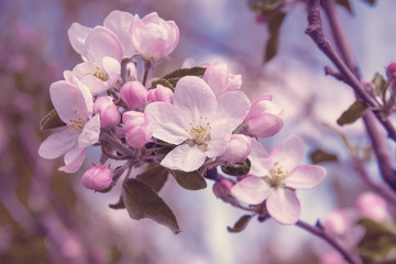 spring flowers  apple on branches of a apple tree