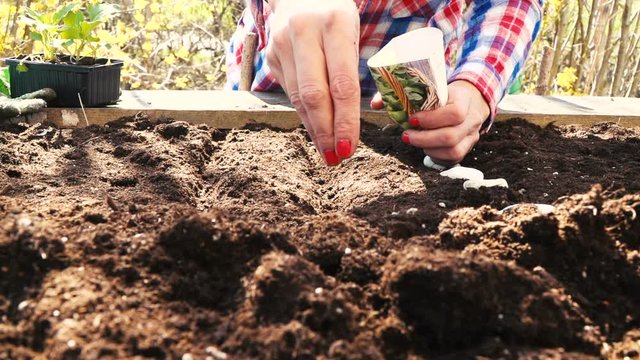 junge frau s&auml;t rucola im hochbeet an