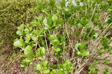 紫陽花の芽吹き