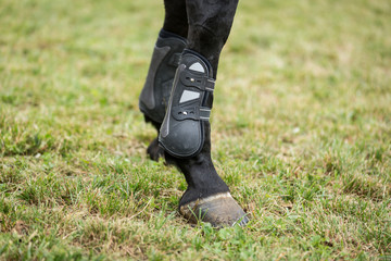 Detail Of Horse's Front Hooves