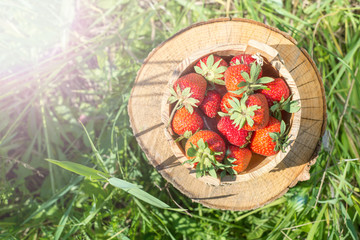 Wooden bucket fill with strawberries are stand on tree stump. top view. copy space.
