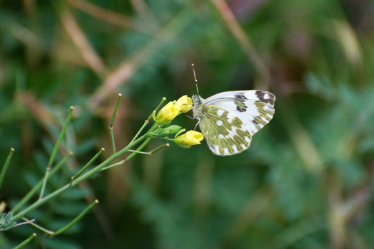 Eastern Bath White, Pontia edusa, White butterfly in natural habitat. Spring is time for butterflies