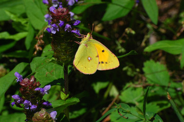 Clouded Yellow, Colias crocea, Beautiful yellow butterfly on wildflower