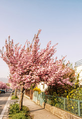 Flowering sakura tree in the street, photo filter