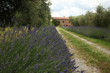 via di lavanda