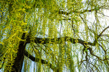 willow tree in spring © luili
