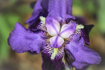 Iris 