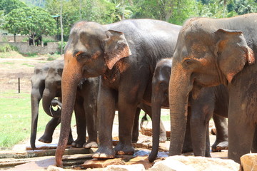 Fototapeta na wymiar Pinnawala Elephants 7