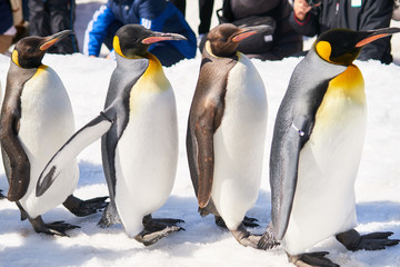 Obraz premium キングペンギンの散歩 