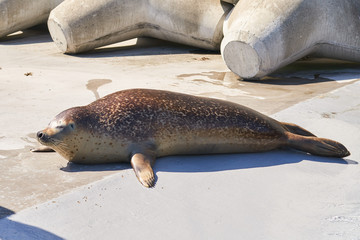 動物園のゴマフアザラシ © yuji_to