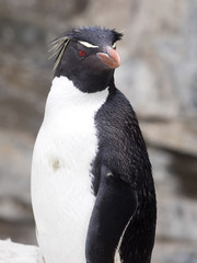 Naklejka premium Rockhopper Penguin, Eudyptes chrysocome, Sea Lion Island, Falkland Islands / Malvinas