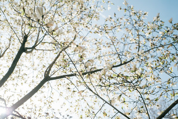 Blühender Baum mit Blauem Himmel und Sonnenstrahlen