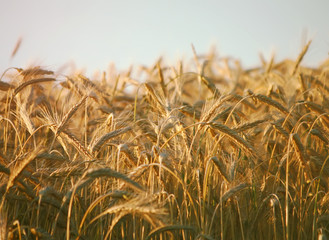 A wheat field
