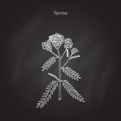 Achillea millefolium or Yarrow, medicinal plant © foxyliam