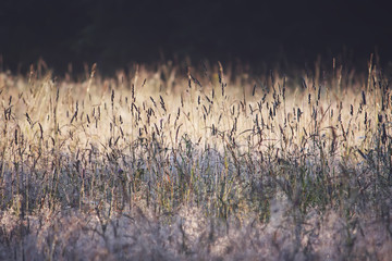 Rural landscape with sunrise over a meadow
