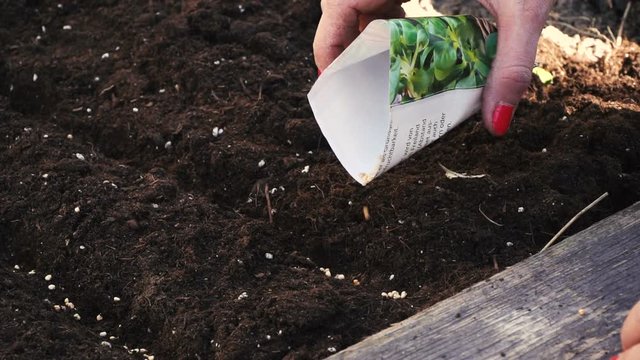 junge frau s&auml;t vogerlsalat, feldsalat im hochbeet an