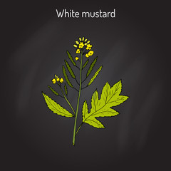 White mustard Sinapis alba 