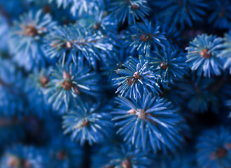 Fototapeta premium Blue spruce closeup. On a blue background.