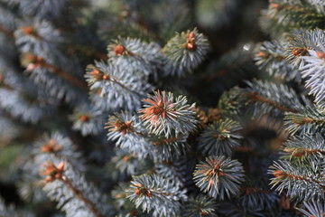 Blue spruce closeup.