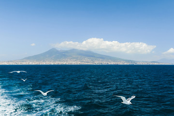 Seagull flying mount Vesuvius in the background