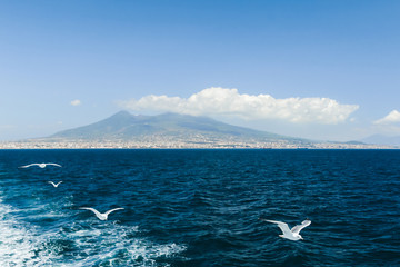 Obraz premium Seagull flying mount Vesuvius in the background