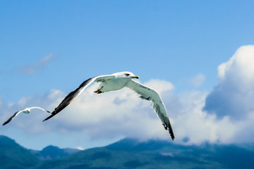 Seagull flying in the sky over the sea.