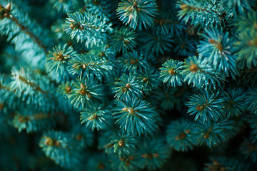 Blue spruce closeup. On a green background.