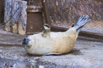 ゴマフアザラシの赤ちゃん   © yuji_to