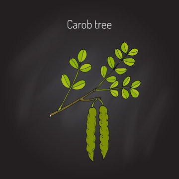 Carob eratonia siliqua 