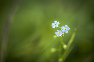 Forget me not flower with waterdrops on it
