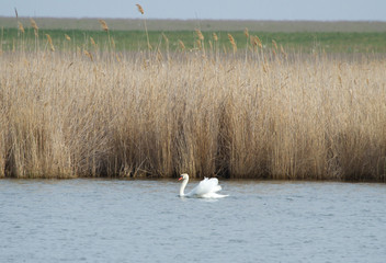 Mute swan (Cygnus olor) on the lake, Kalmykia, Russia