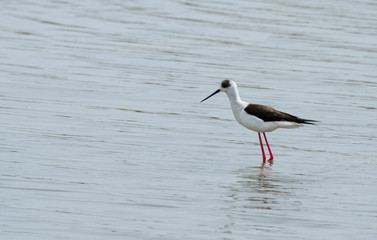 Black-winged stilt (Himantopus himantopus) on the lake, Republic of Kalmykia, Russia