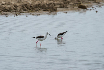 Black-winged stilt (Himantopus himantopus) on the lake, Republic of Kalmykia, Russia