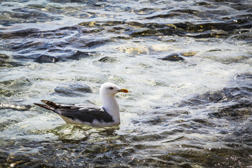 the Seagull swims in the sea