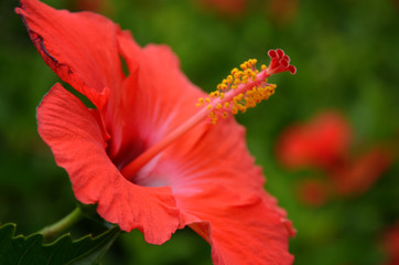 Hibiscus