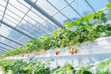 イチゴ狩りイメージ