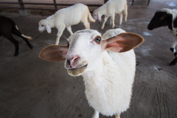 Obraz premium lamb sheep