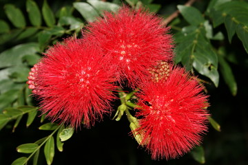 Bottlebrush Wild Flower