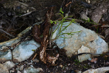 A plant among the stones